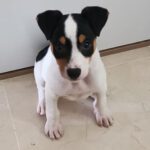 Bodeguero Pollux, 11/2025, Endgröße ca. 40 cm