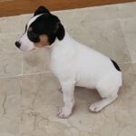 Bodeguero Pollux, 11/2025, Endgröße ca. 40 cm