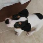 Bodeguero Pollux, 11/2025, Endgröße ca. 40 cm