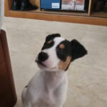 Bodeguero Pollux, 11/2025, Endgröße ca. 40 cm