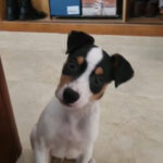 Bodeguero Pollux, 11/2025, Endgröße ca. 40 cm