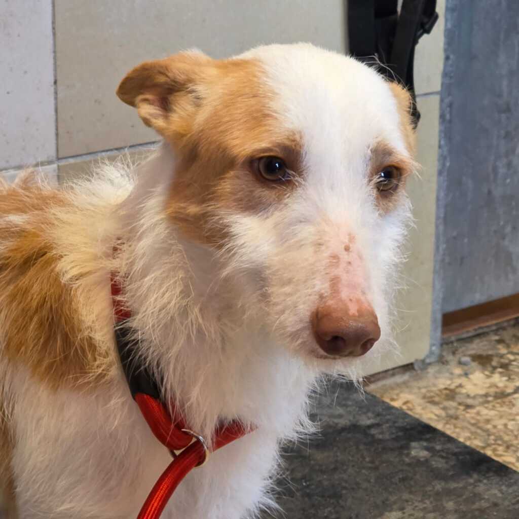 Podenco Maneto Polo, 10/2024, ca. 35 cm