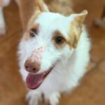 Podenco Maneto Polo, 10/2024, ca. 35 cm