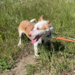 Podenco Maneto Polo, 10/2024, ca. 35 cm