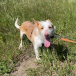 Podenco Maneto Polo, 10/2024, ca. 35 cm