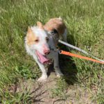 Podenco Maneto Polo, 10/2024, ca. 35 cm