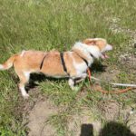 Podenco Maneto Polo, 10/2024, ca. 35 cm