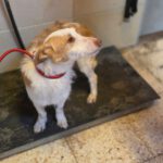 Podenco Maneto Polo, 10/2024, ca. 35 cm