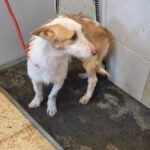 Podenco Maneto Polo, 10/2024, ca. 35 cm