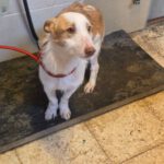 Podenco Maneto Polo, 10/2024, ca. 35 cm