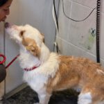 Podenco Maneto Polo, 10/2024, ca. 35 cm