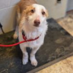 Podenco Maneto Polo, 10/2024, ca. 35 cm