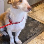 Podenco Maneto Polo, 10/2024, ca. 35 cm