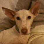 Podenco Pongo, 02/2020, ca. 45 cm