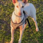 Podenco Pongo, 02/2020, ca. 45 cm