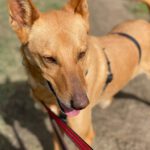 Podenco Pumba, 05/2024, ca. 45 cm