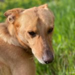 Podenco Pumba, 05/2024, ca. 45 cm