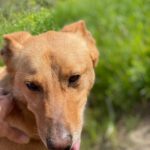 Podenco Pumba, 05/2024, ca. 45 cm