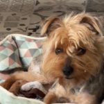 Yorkshire-Terrier Puri, 03/2025, ca. 32 cm