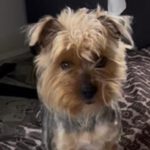 Yorkshire-Terrier Puri, 03/2025, ca. 32 cm