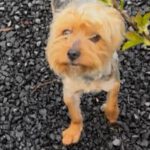 Yorkshire-Terrier Puri, 03/2025, ca. 32 cm