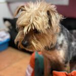 Yorkshire-Terrier Puri, 03/2025, ca. 32 cm