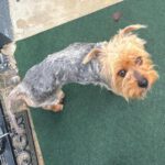 Yorkshire-Terrier Puri, 03/2025, ca. 32 cm