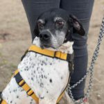 Pointer Ranran, 01/2019, ca. 60 cm