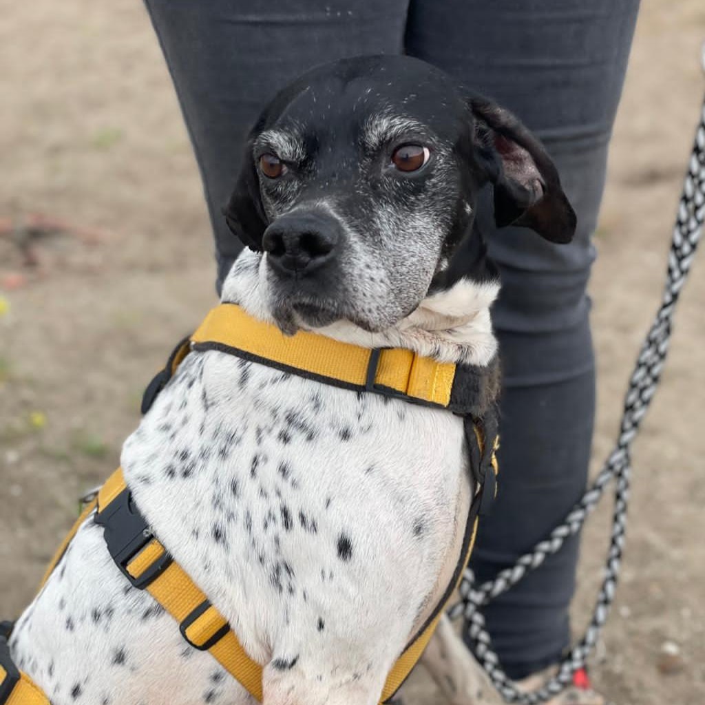 Pointer Ranran, 01/2019, ca. 60 cm