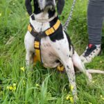 Pointer Ranran, 01/2019, ca. 60 cm