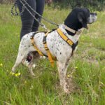 Pointer Ranran, 01/2019, ca. 60 cm