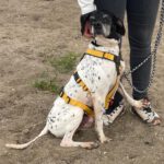 Pointer Ranran, 01/2019, ca. 60 cm