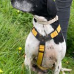 Pointer Ranran, 01/2019, ca. 60 cm