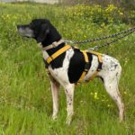 Pointer Ranran, 01/2019, ca. 60 cm