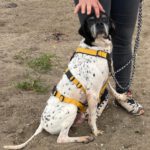 Pointer Ranran, 01/2019, ca. 60 cm