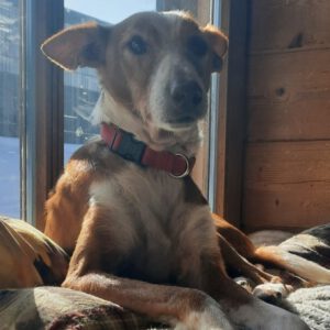 Podenco Rayo, 02/2019, ca. 49 cm, 93455 Traitsching