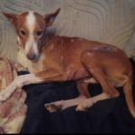 Podenco Rayo, 02/2019, ca. 49 cm, 93455 Traitsching