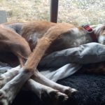 Podenco Rayo, 02/2019, ca. 49 cm, 93455 Traitsching