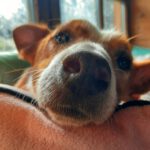 Podenco Rayo, 02/2019, ca. 49 cm, 93455 Traitsching