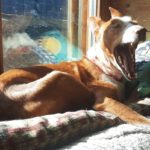 Podenco Rayo, 02/2019, ca. 49 cm, 93455 Traitsching