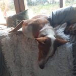 Podenco Rayo, 02/2019, ca. 49 cm, 93455 Traitsching