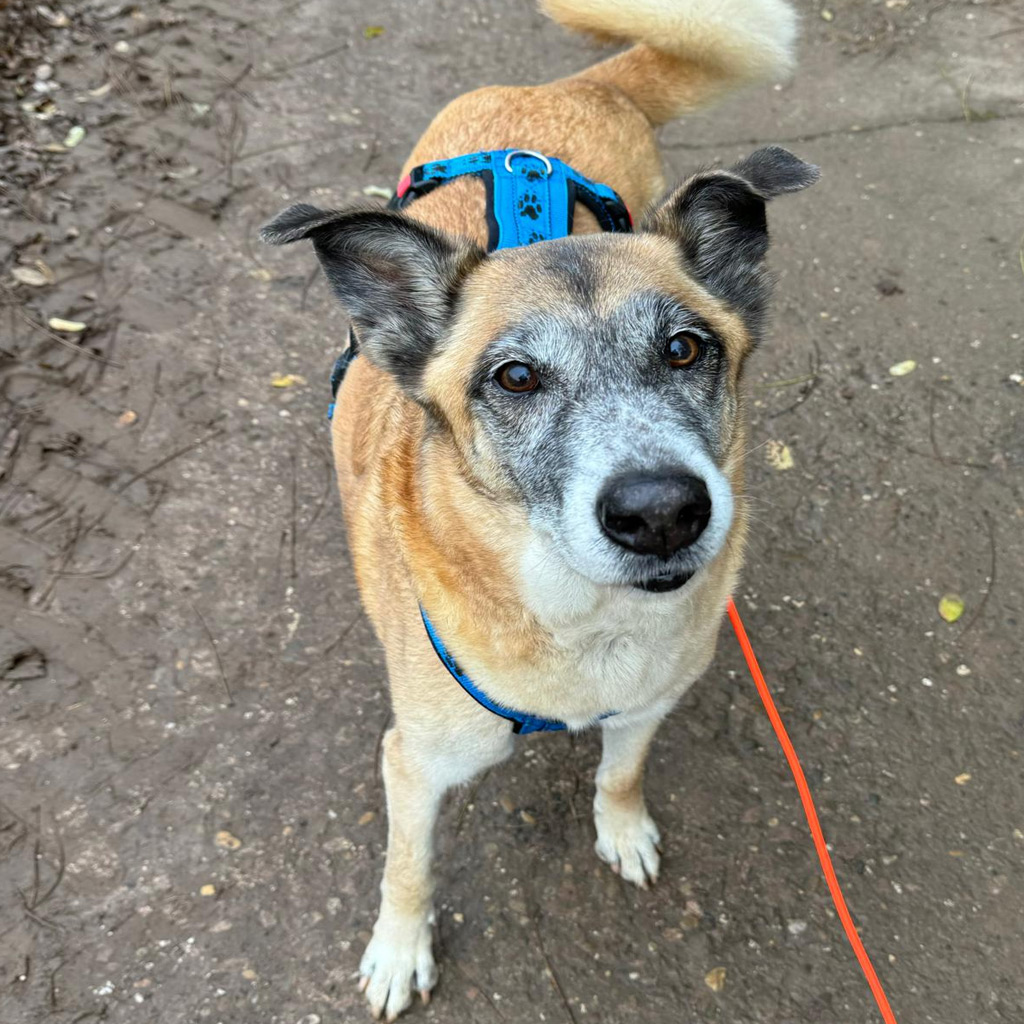 Regenbogenbruecke Baely - SALVA Hundehilfe e.V.