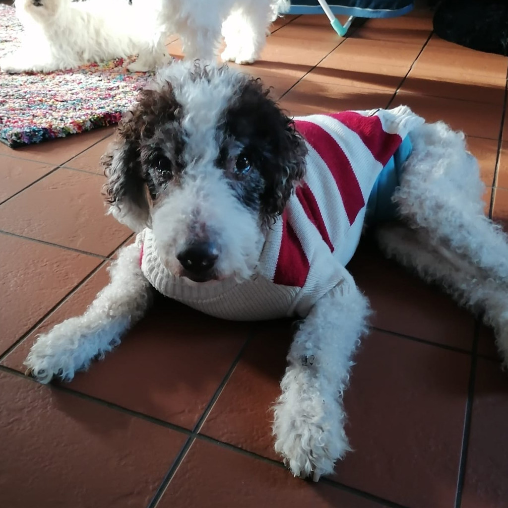 Regenbogenbrücke Winston - SALVA Hundehilfe e.V.