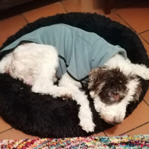 Regenbogenbrücke Winston - SALVA Hundehilfe e.V.