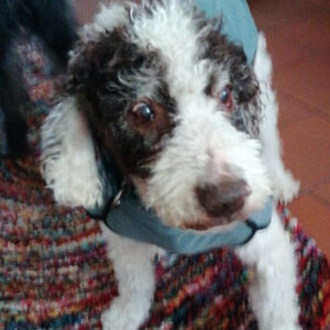 Regenbogenbrücke Winston - SALVA Hundehilfe e.V.