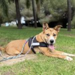 Mischling Ricotta, 08/2024, Endgröße ca. 55 cm