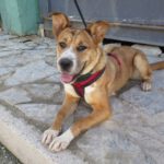 Mischling Ricotta, 08/2024, Endgröße ca. 55 cm