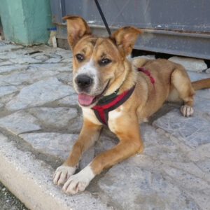 Mischling Ricotta, 08/2024, Endgröße ca. 55 cm