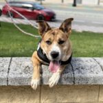 Mischling Ricotta, 08/2024, Endgröße ca. 55 cm