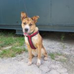 Mischling Ricotta, 08/2024, Endgröße ca. 55 cm